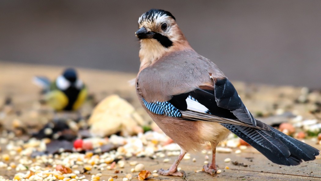 Eurasian Jay