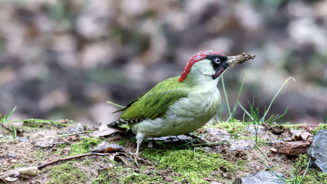European Green Woodpecker