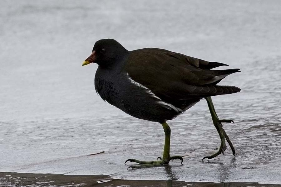 Common Moorhen