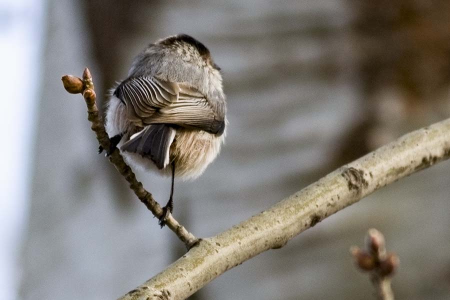 Long-tailed Tit