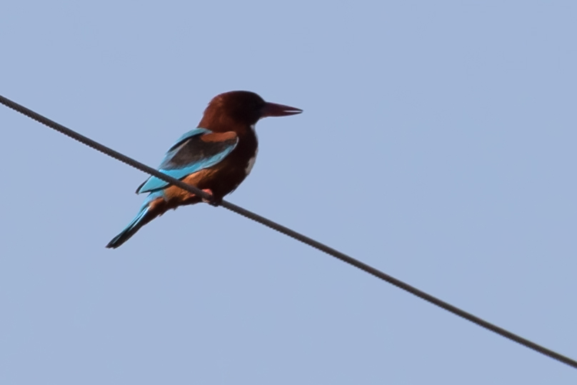 White-throated Kingfisher