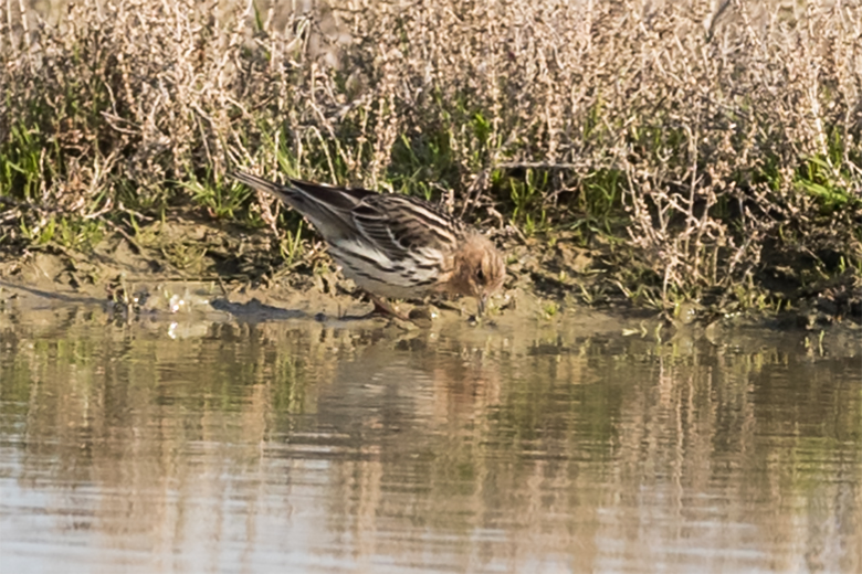 Red-throated Pipit