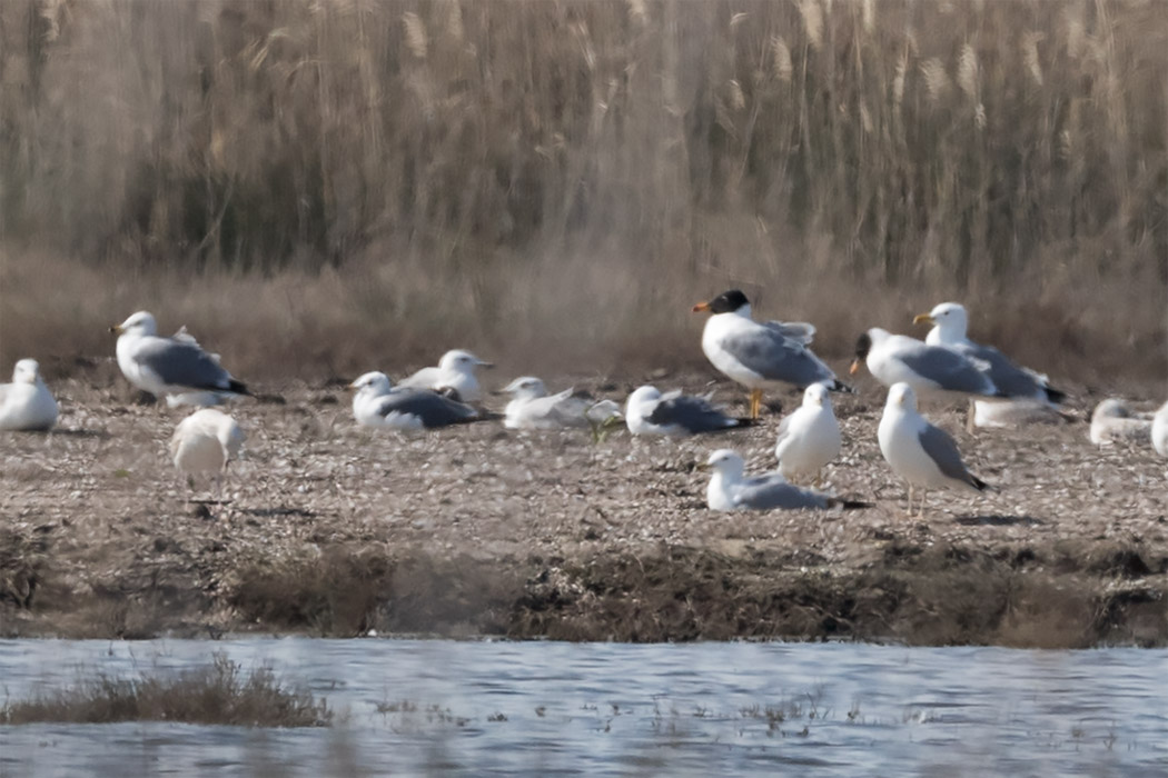Pallas`s Gull