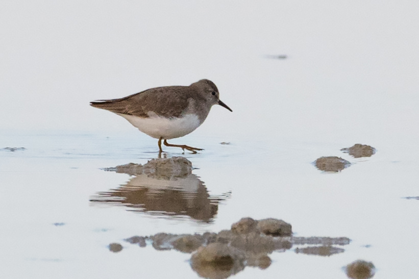 Temminck`s Stint