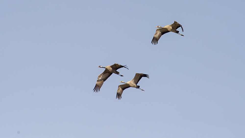 Common Crane