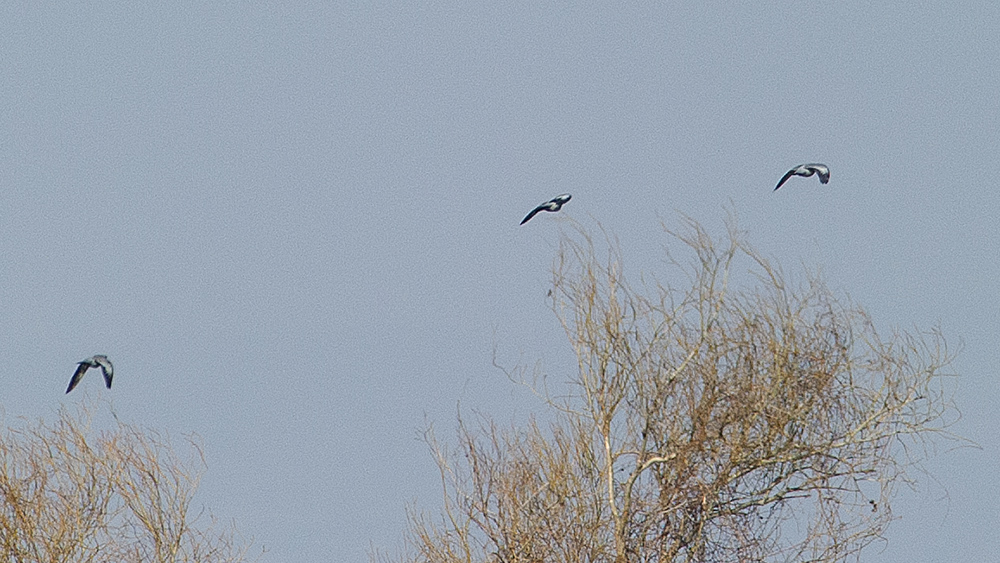 Stock Dove