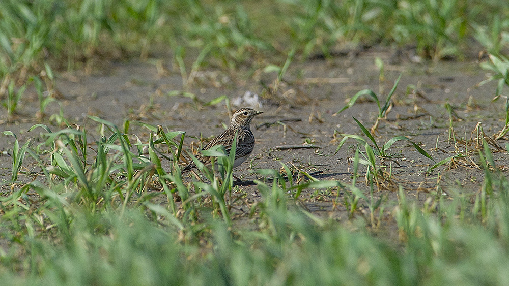 Eurasian Skylark