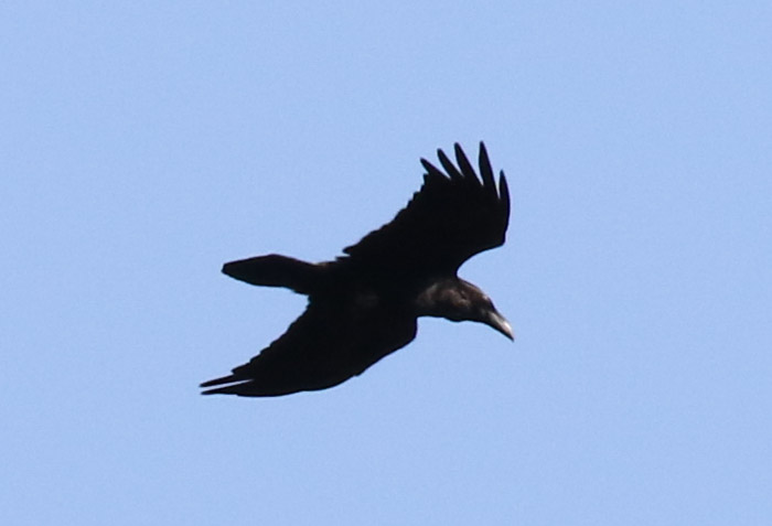Northern Raven