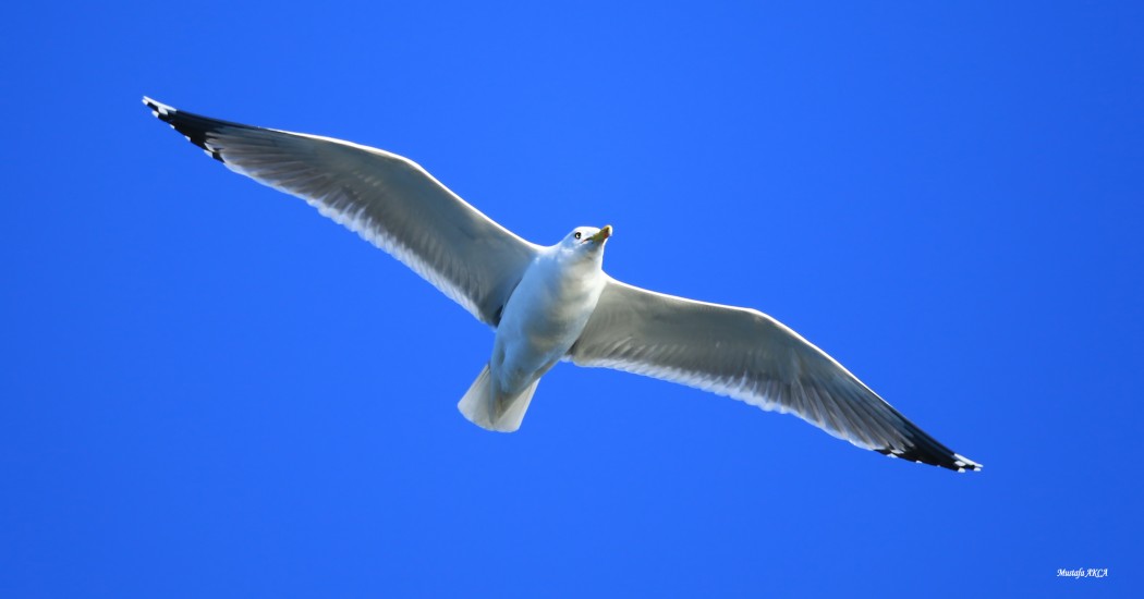 Yellow-legged Gull