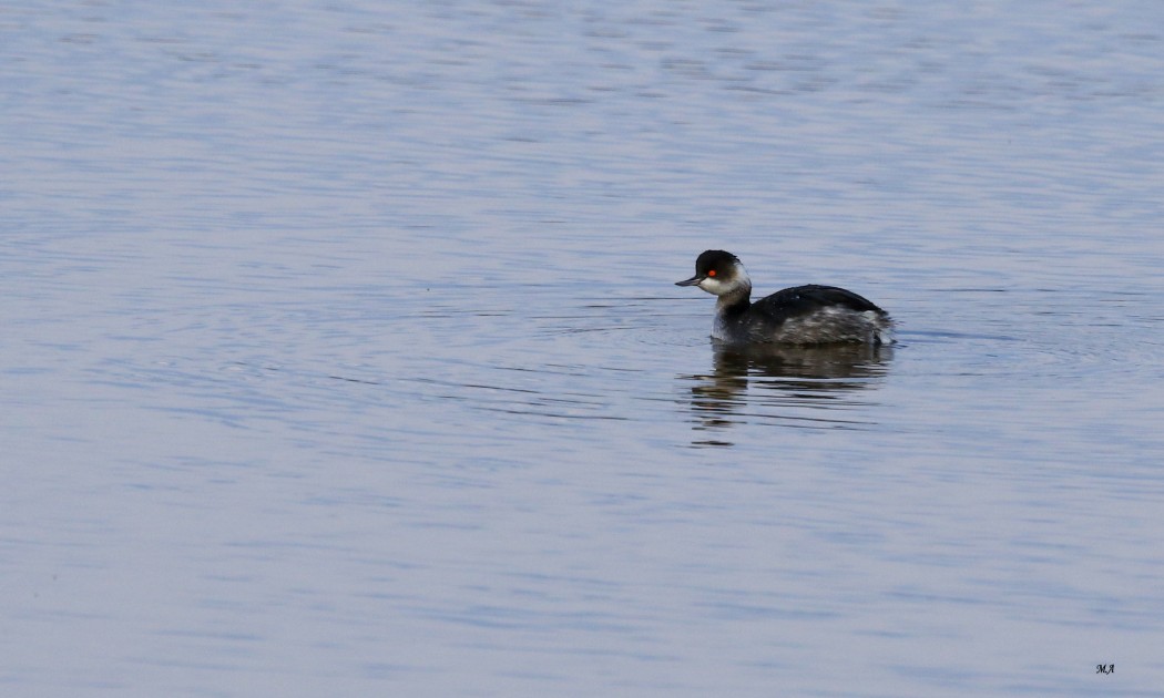Black-necked Grebe