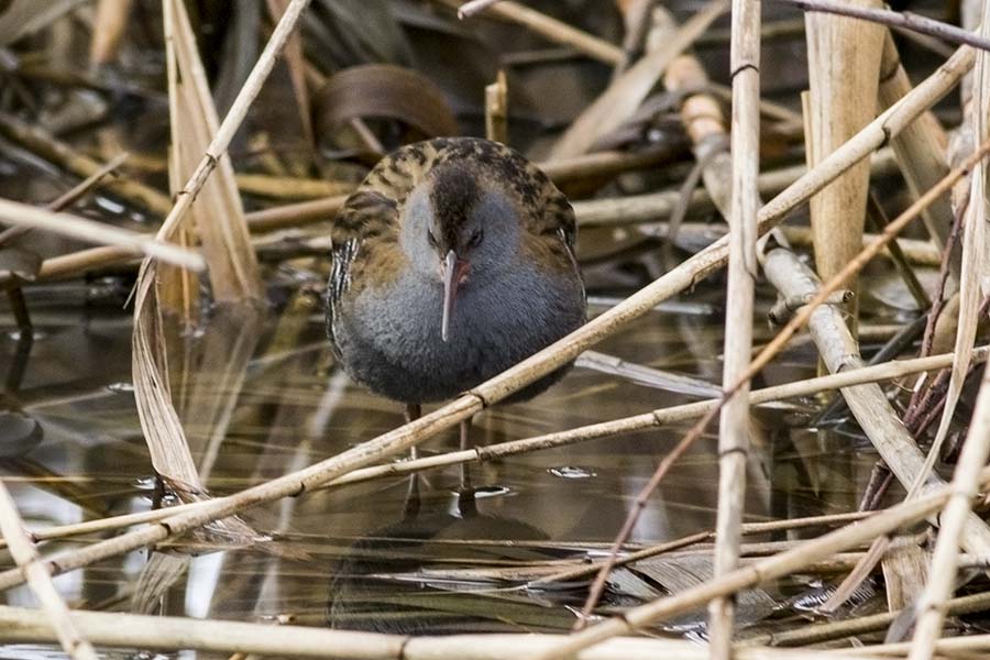 Water Rail