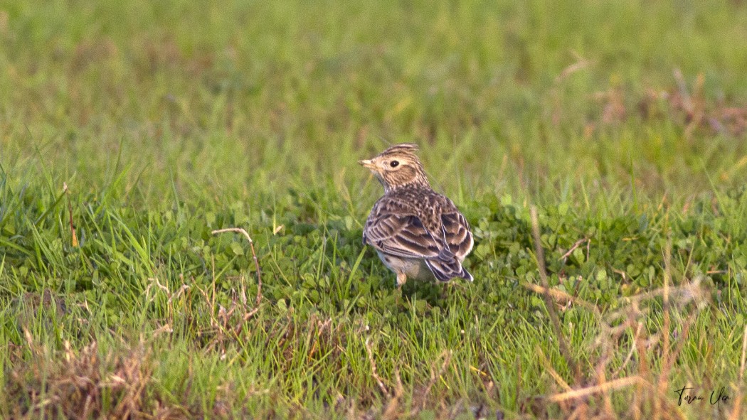 Eurasian Skylark