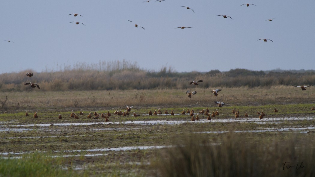 Ruddy Shelduck