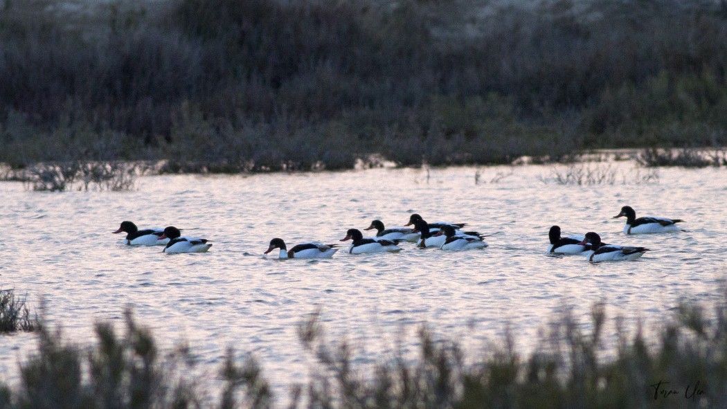 Common Shelduck