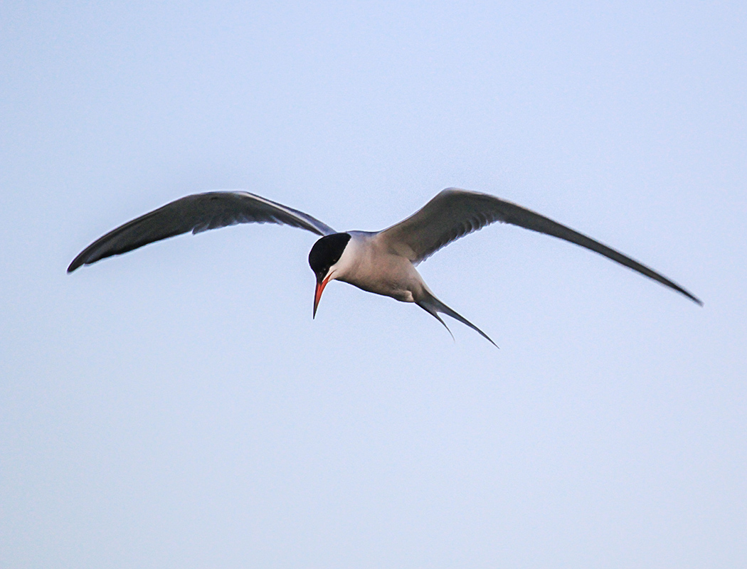 Common Tern