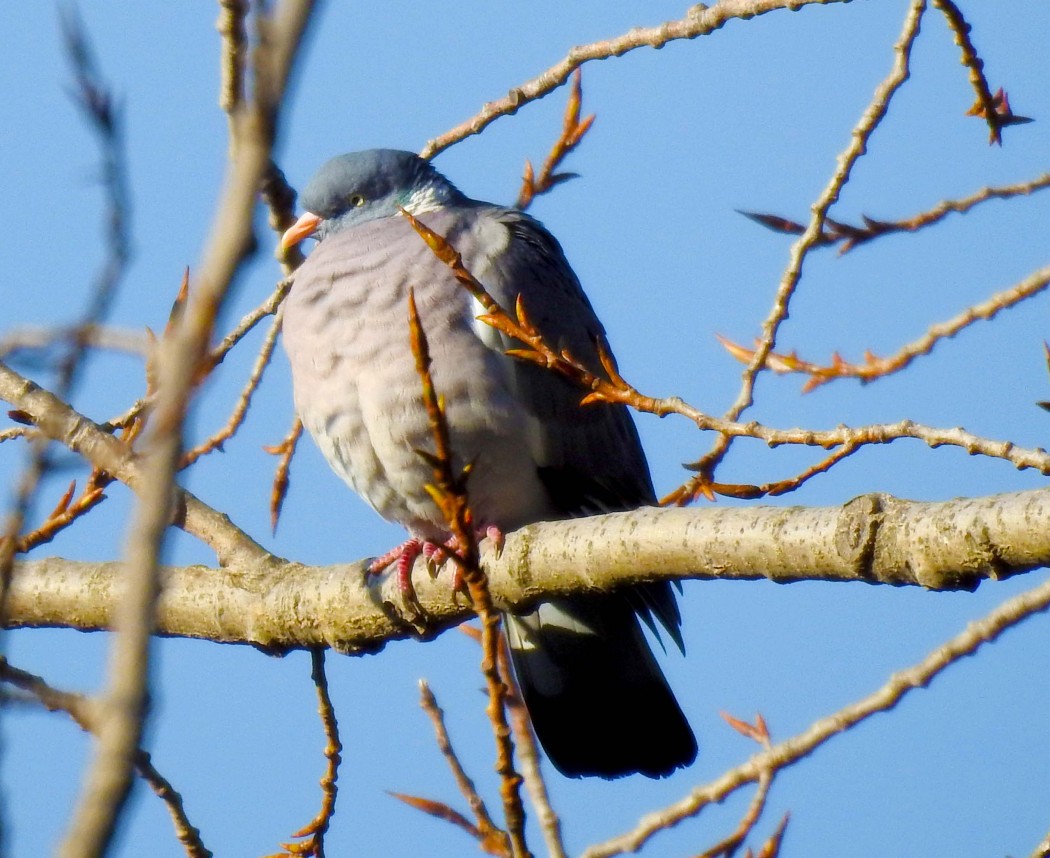 Common Wood Pigeon