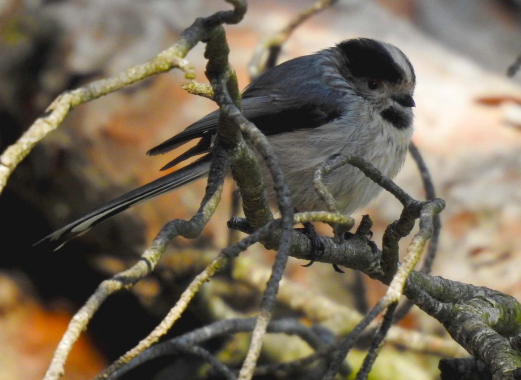 Long-tailed Tit