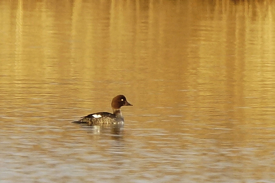 Common Goldeneye