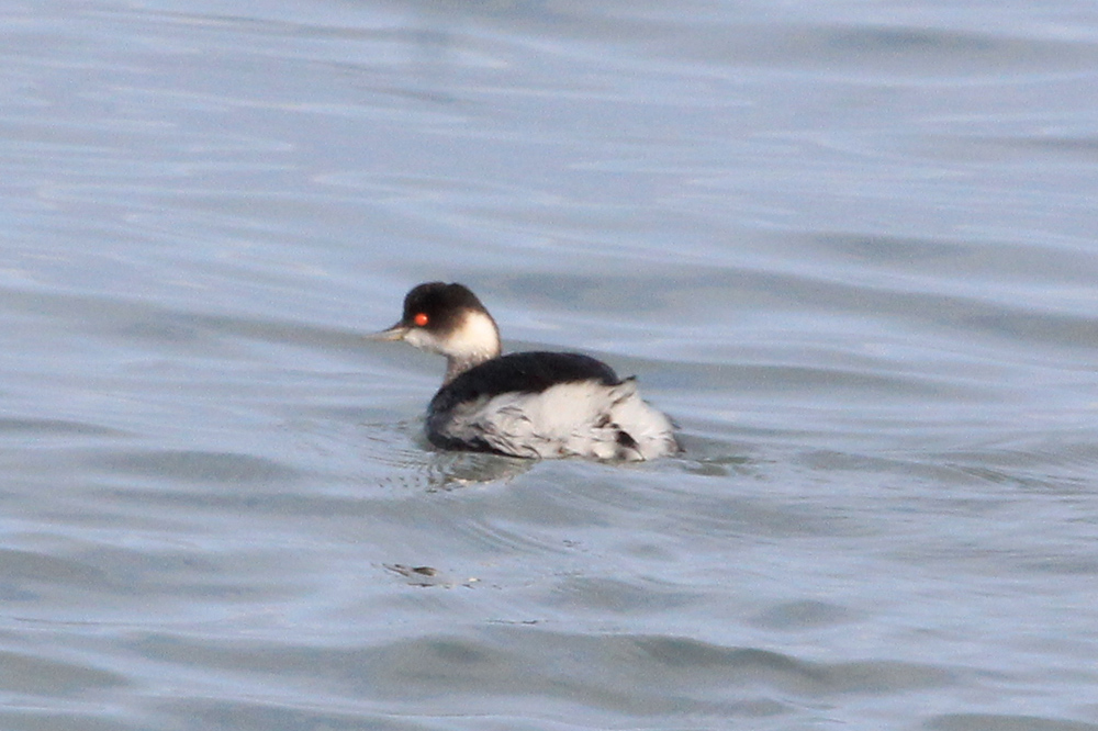 Black-necked Grebe