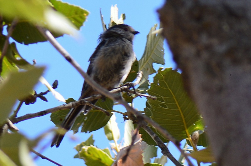 Long-tailed Tit