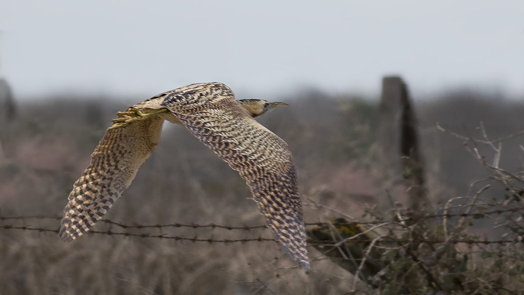 Eurasian Bittern