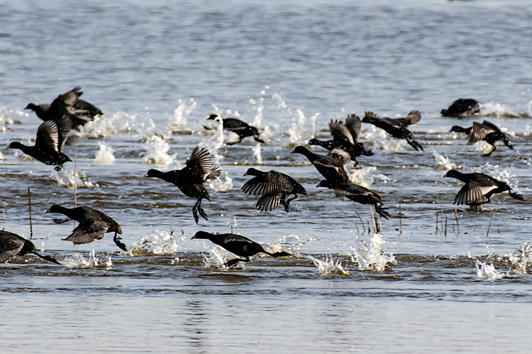 Eurasian Coot