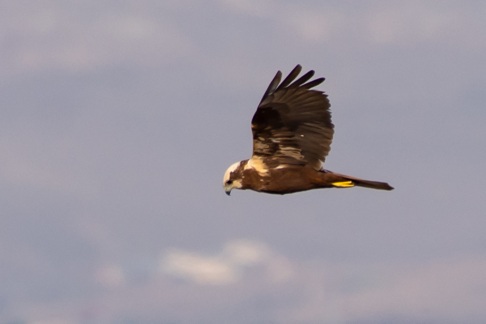 Western Marsh Harrier