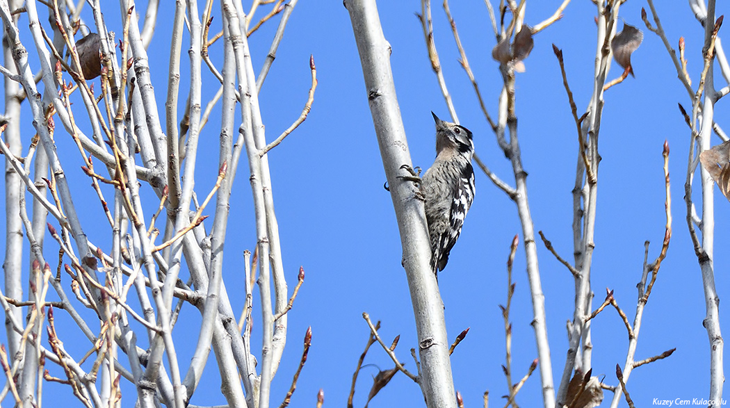 Lesser Spotted Woodpecker