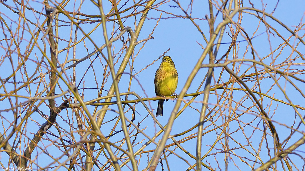 Yellowhammer