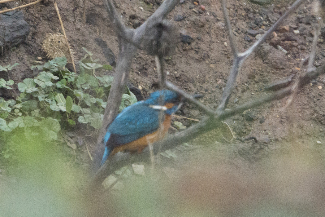 Common Kingfisher