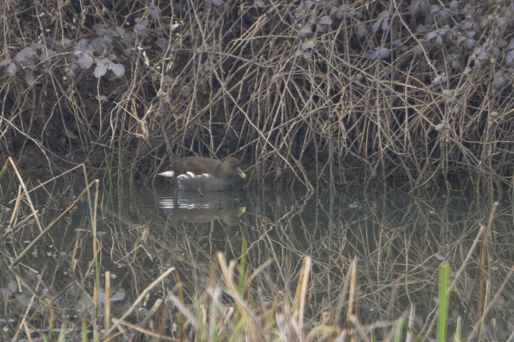 Common Moorhen