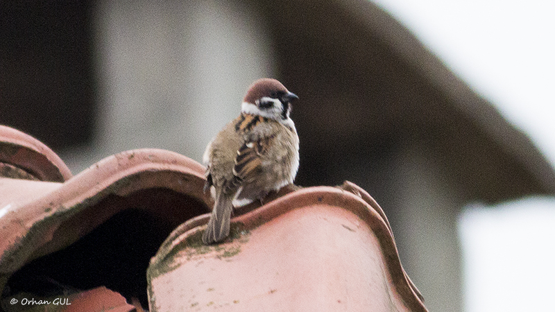 Eurasian Tree Sparrow