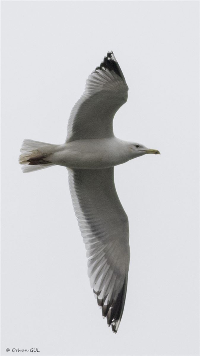 Caspian Gull