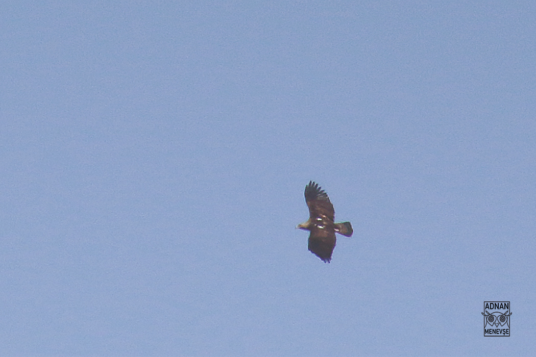 Eastern Imperial Eagle