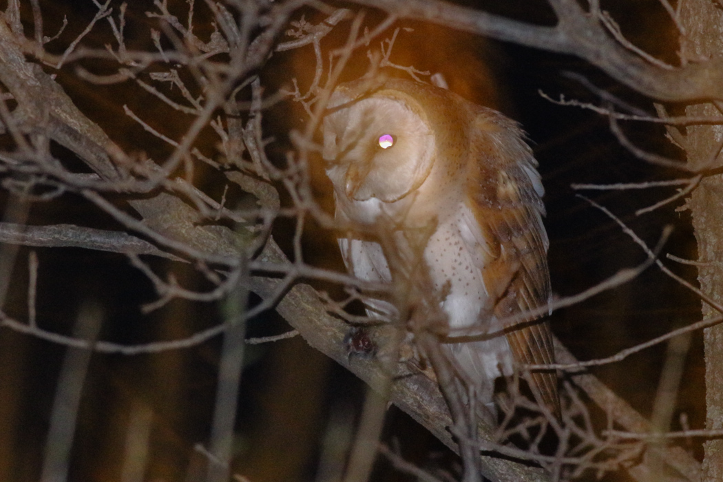 Western Barn Owl