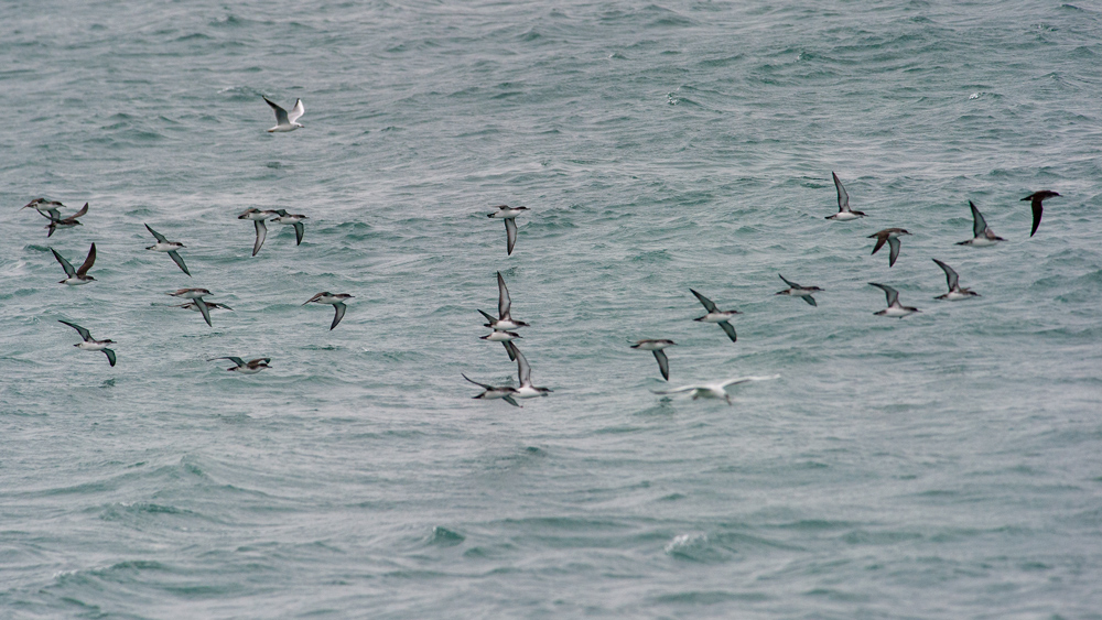 Yelkouan Shearwater