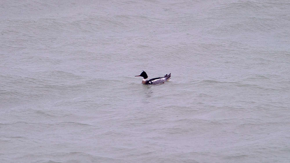 Red-breasted Merganser