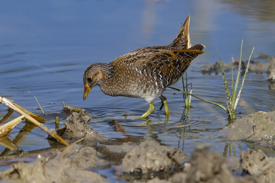 Spotted Crake