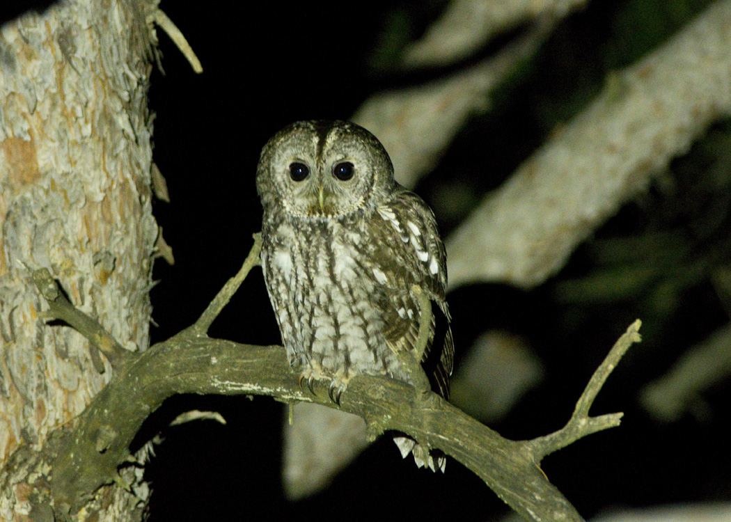 Tawny Owl