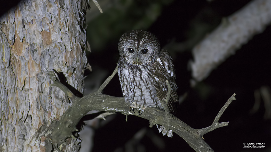 Tawny Owl
