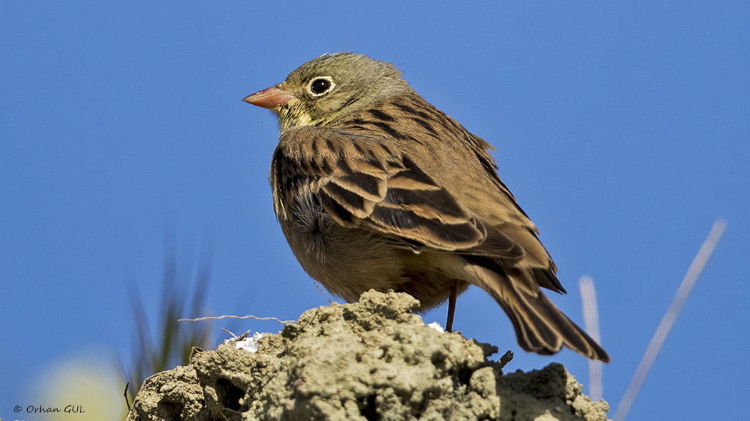 Ortolan Bunting