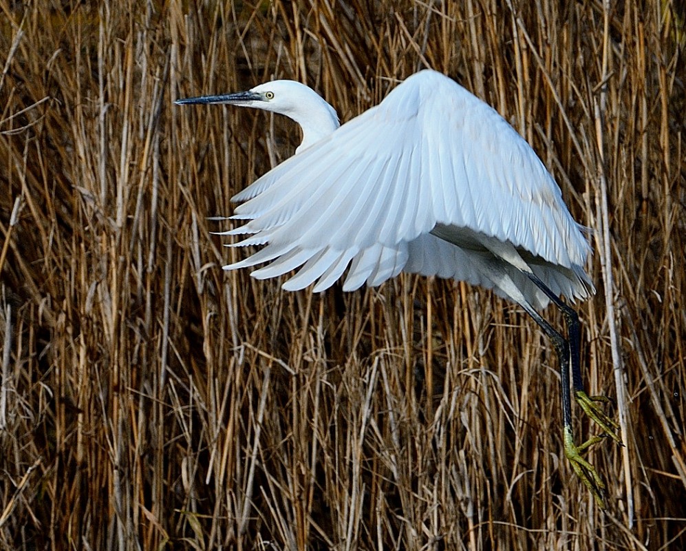 Little Egret