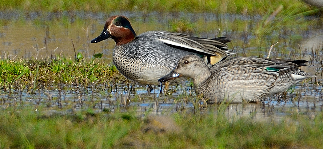 Eurasian Teal