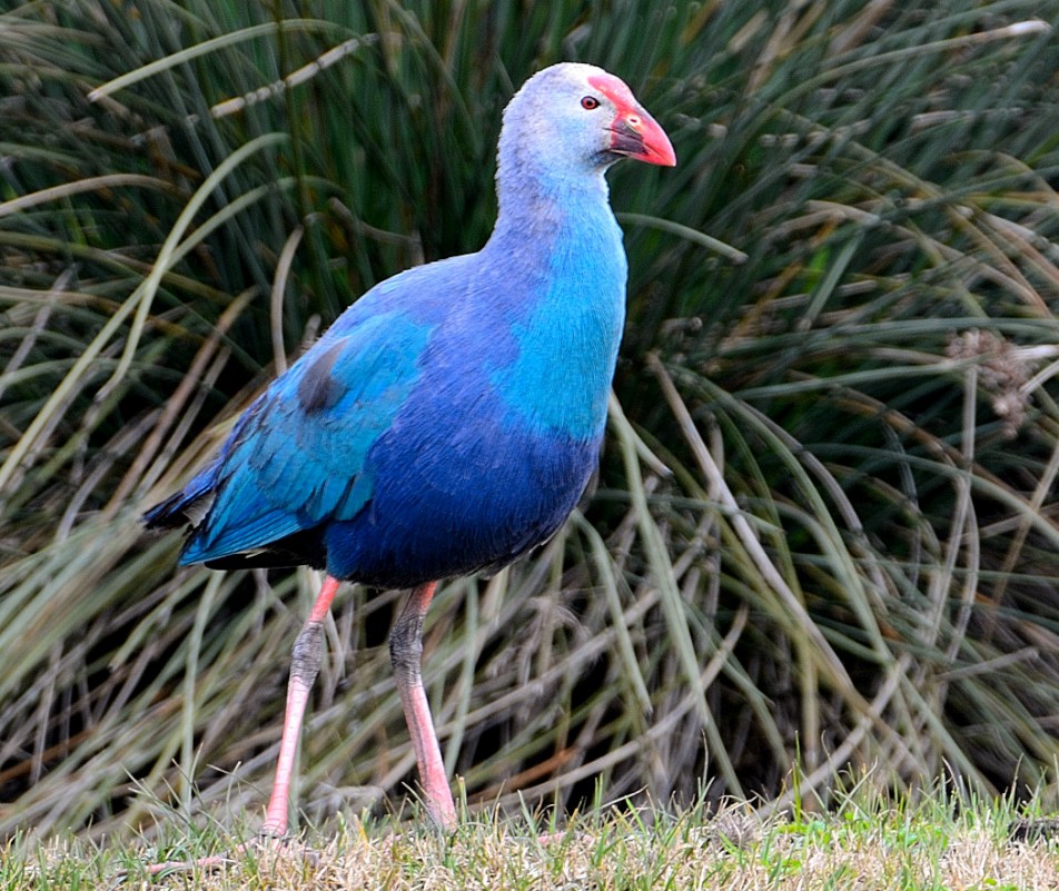 Grey-headed Swamphen