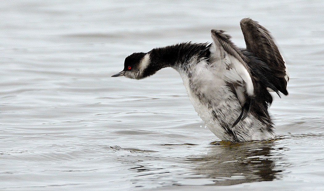 Black-necked Grebe