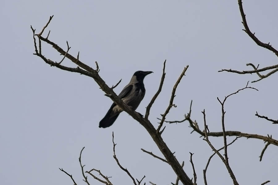 Hooded Crow