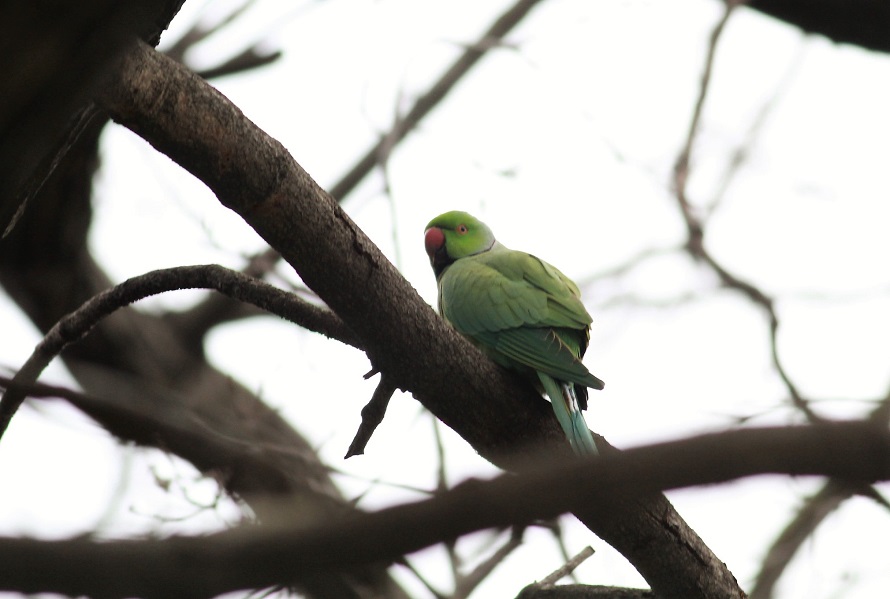 Rose-ringed Parakeet