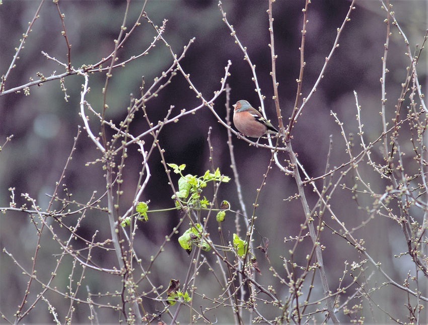 Common Chaffinch