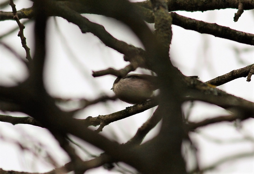Long-tailed Tit