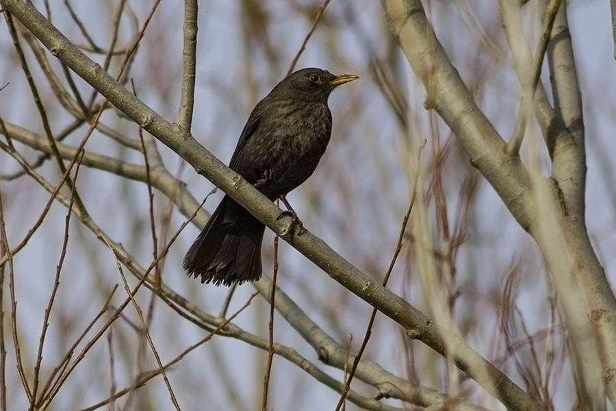 Common Blackbird